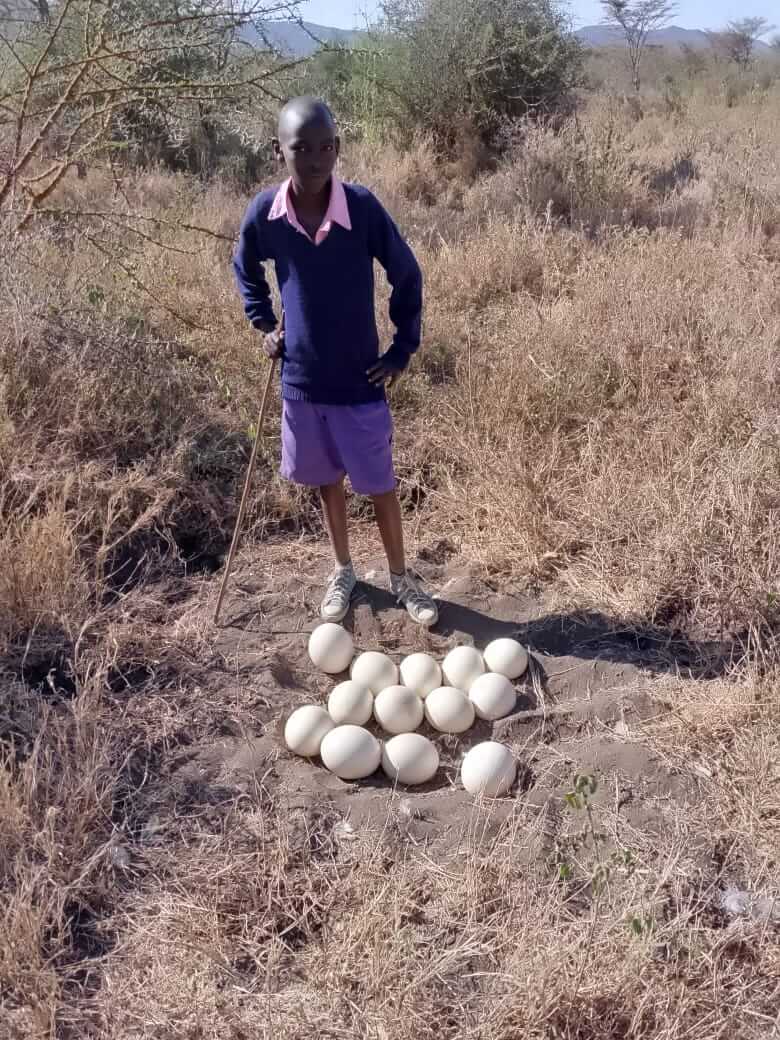 Children in Kajiado Lead Revival of the Maasai Ostrich Population